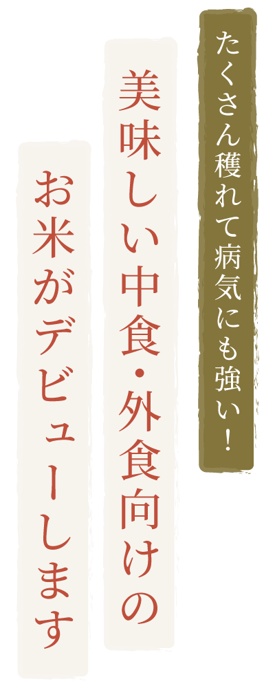 たくさん穫れて病気にも強い！美味しい中食・外食向けのお米がデビューします